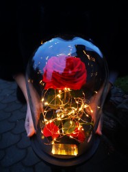 Pasiūlymas VALENTINO DIENOS PROGA! Raudona mieganti rože po kupolu su led apšvietimu